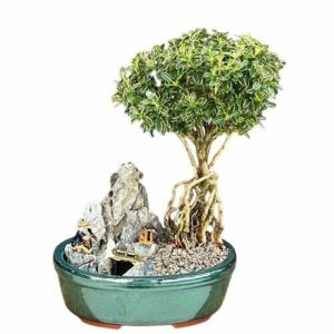 Flowering Mount Fuji Serissa Bonsai Tree With Raised Roots Stone Landscape Scene. Serissa Foetida