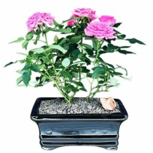 Flowering Pink Mini Rose Tiny Pink. A Perfect Gift