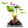 Flowering Purple Anthurium In Hawaiian Lava Rock. Small Talk Bonsai Tree. Anthurium Andraeanum