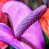 Flowering Purple Anthurium In Hawaiian Lava Rock. Small Talk Bonsai Tree. Anthurium Andraeanum - Image 3