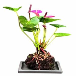 Flowering Purple Anthurium In Hawaiian Lava Rock. Small Talk Bonsai Tree. Anthurium Andraeanum