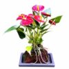Flowering Red Anthurium In Hawaiian Lava Rock Small Talk Bonsai Tree Anthurium Andraeanum
