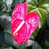 Flowering Red Anthurium In Hawaiian Lava Rock Small Talk Bonsai Tree Anthurium Andraeanum - Image 3