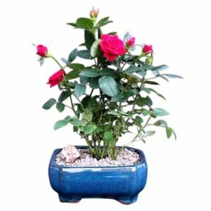 Flowering Red Mini Rose Tiny Red. Gift for loved One.