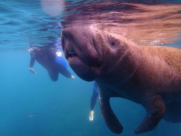 closeup of manatee underwater