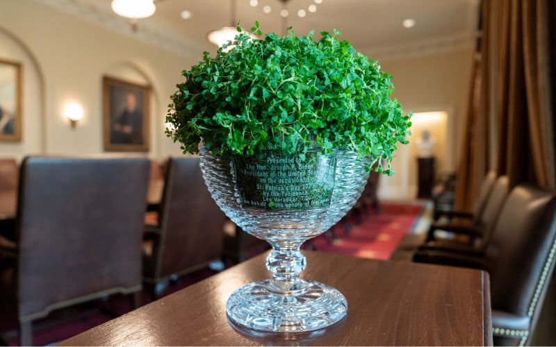 A bowl of shamrock in the White House for St. Patrick's Day 2023.