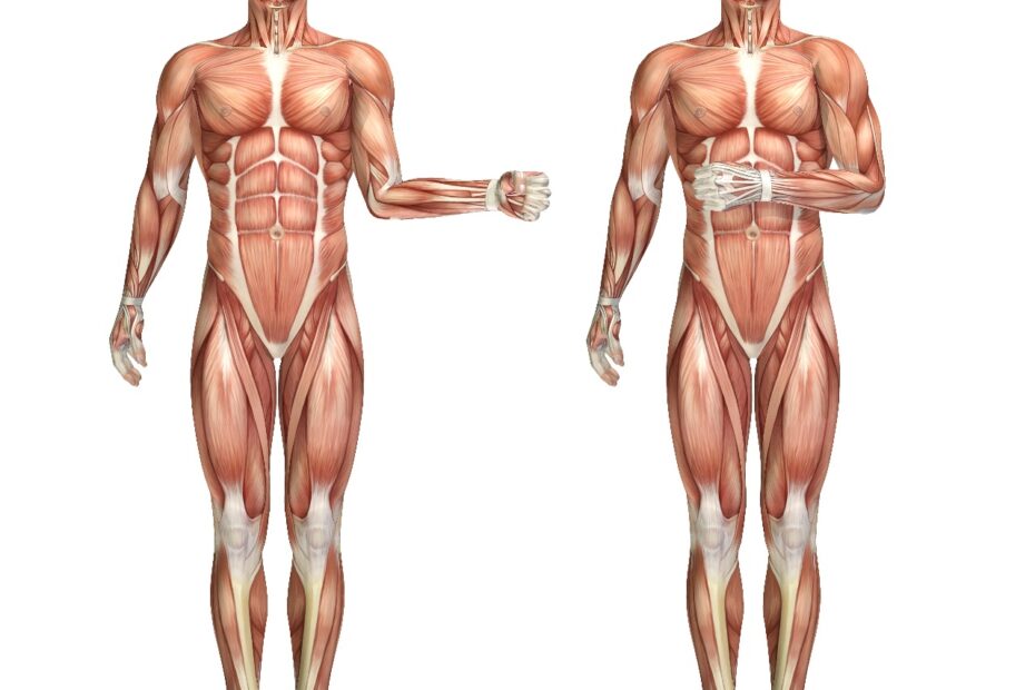 Indian Diet Plan for Myopathy (Foods that help in Myopathy) - Dietburrp