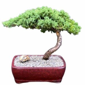 Juniper Bonsai Tree Large. Juniper Procumbens "nana"
