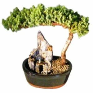 Juniper Bonsai Tree Large Stone Landscape Scene. Juniper procumbens "nana"