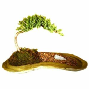 Juniper Bonsai Tree Planted On A Rock Slab Juniper Procumbens "Nana"