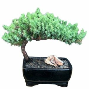 Juniper Bonsai Tree-Small (Juniper Procumbens "nana")