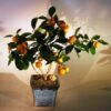 Orange Citrus Bonsai Tree Calamondin Orange Best Gift - Image 2