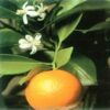 Orange Citrus Bonsai Tree Calamondin Orange Best Gift - Image 3