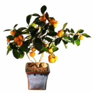 Orange Citrus Bonsai Tree Calamondin Orange Best Gift