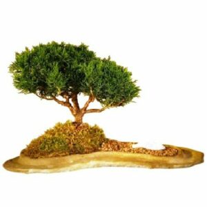 Shimpaku Juniper Bonsai Tree Planted On A Rock Slab Juniperus Chinensis