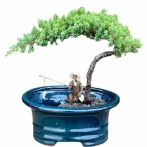 Juniper Bonsai Tree Land Water Pot Small. Juniper Procumbens "nana". Nice Gift