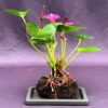 Flowering Red Anthurium In Hawaiian Lava Rock Small Talk Bonsai Tree Anthurium Andraeanum - Image 2