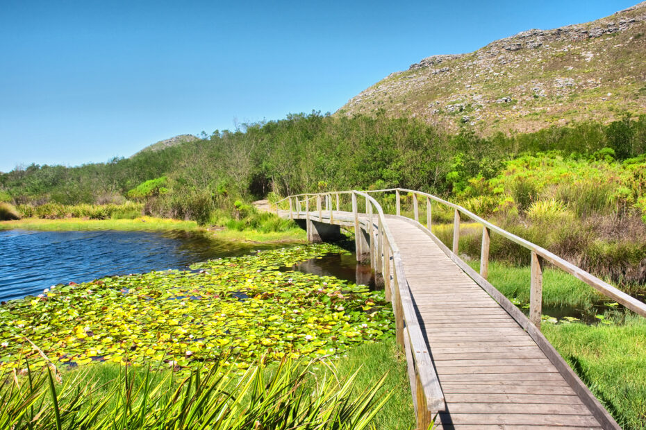 Wooden bridge over a lake with green reeds. Silvermine Mountain in the background.