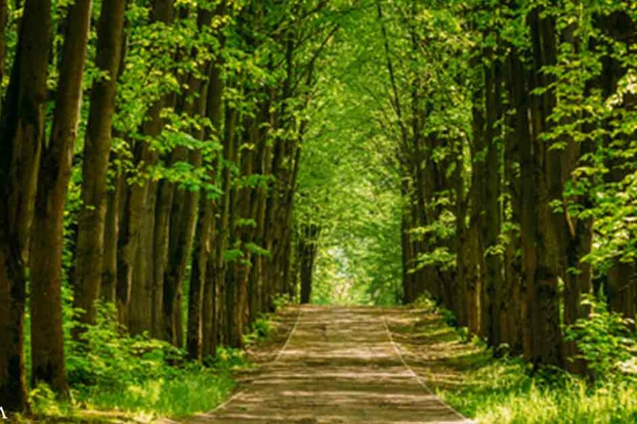 How Forest Bathing Benefits Your Mental Health