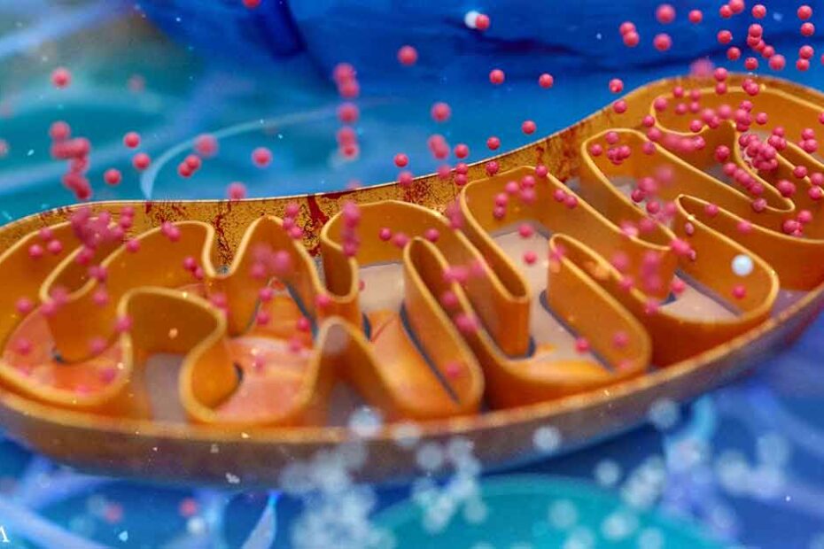 How Your Mitochondria Help Fight Infections