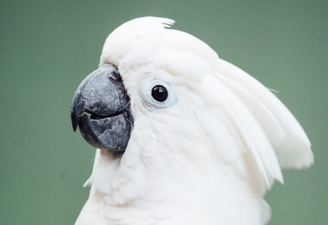 Just Nancy Mace Going On An F-Bomb Rant At A Constituent In The Ulta Beauty