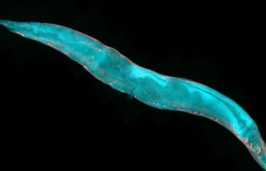 Love or immortality: A short story