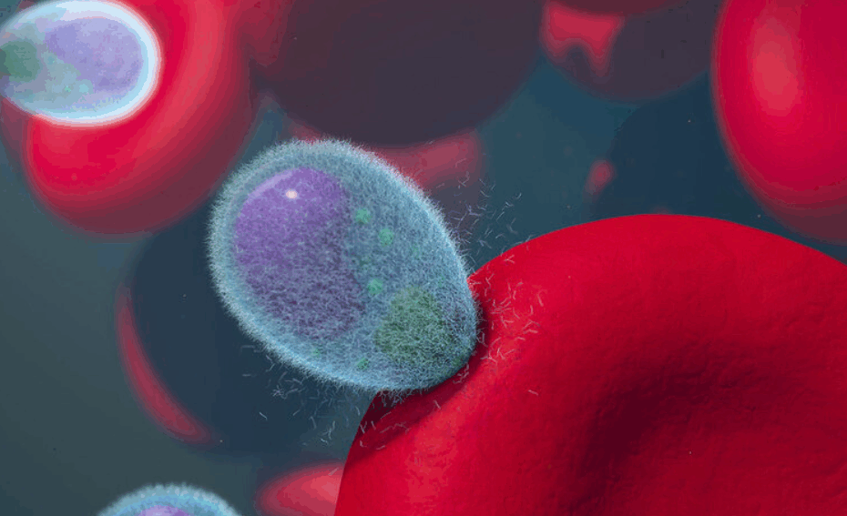 Q&A: Unlocking the malaria parasite’s genetic code