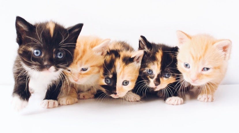 Sorry They're Eliminating Your Toddlers' Head Start, Rural Trumpers (And Everyone Else's Too)