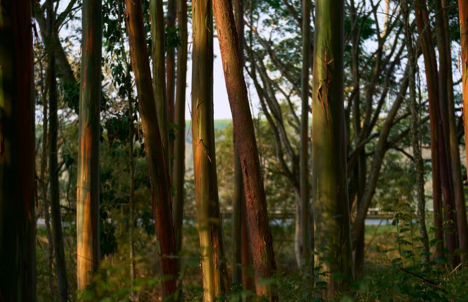 The Download: Apple’s eucalyptus carbon bet, and climate tech’s bad vibes