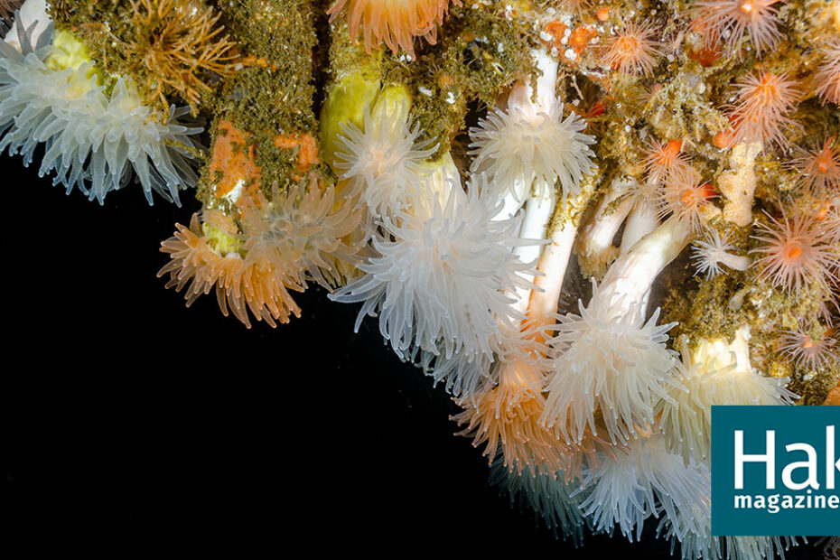 The Secret Sex Lives of Deep, Dark Corals | Hakai Magazine
