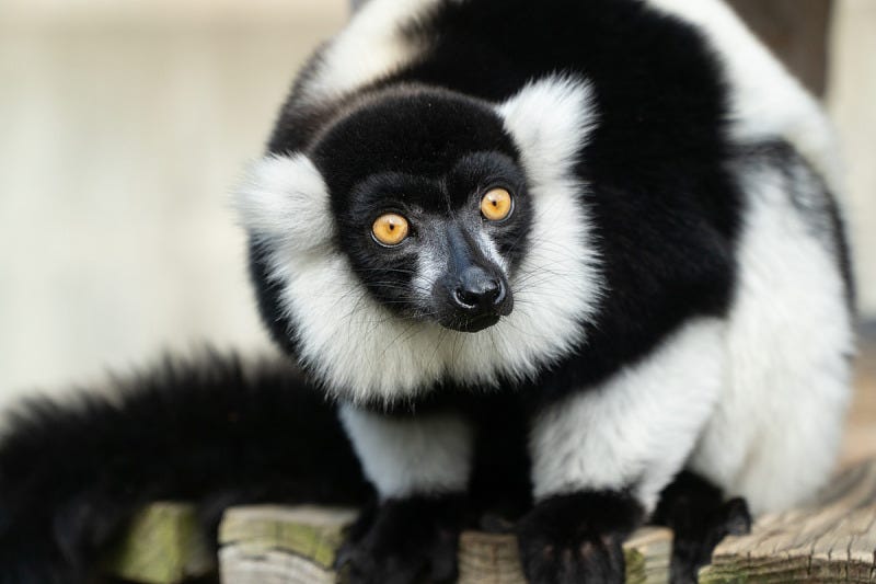 Tulsi Gabbard Found Some Deep State Criminals, It Is 'All The Intelligence Agencies'