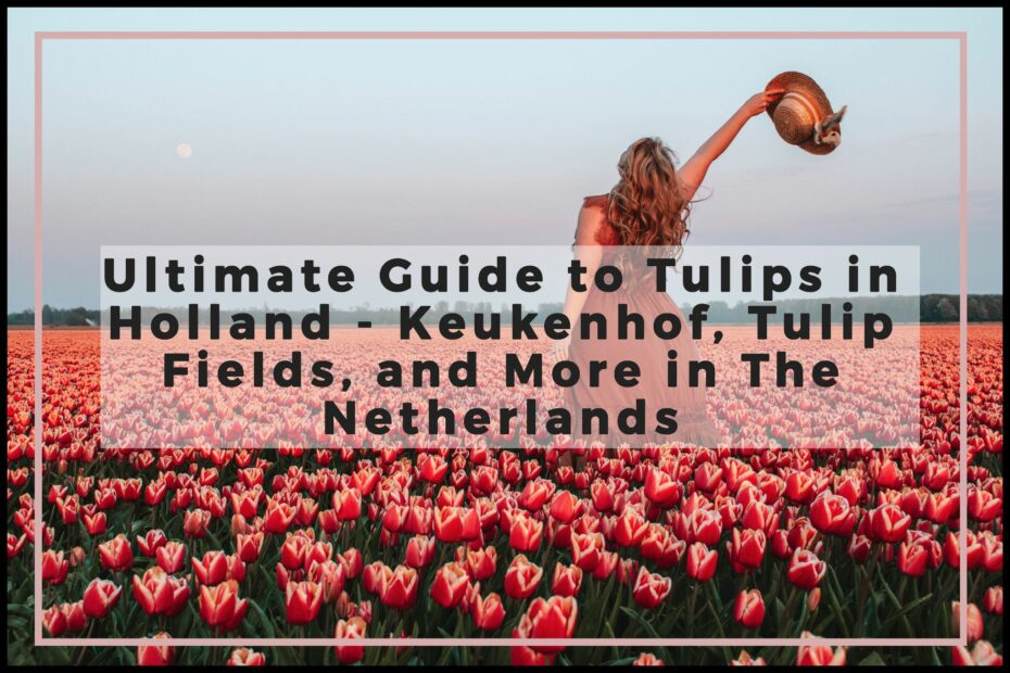 Ultimate Guide to Tulips in Holland - Keukenhof, Tulip Fields, and More in The Netherlands