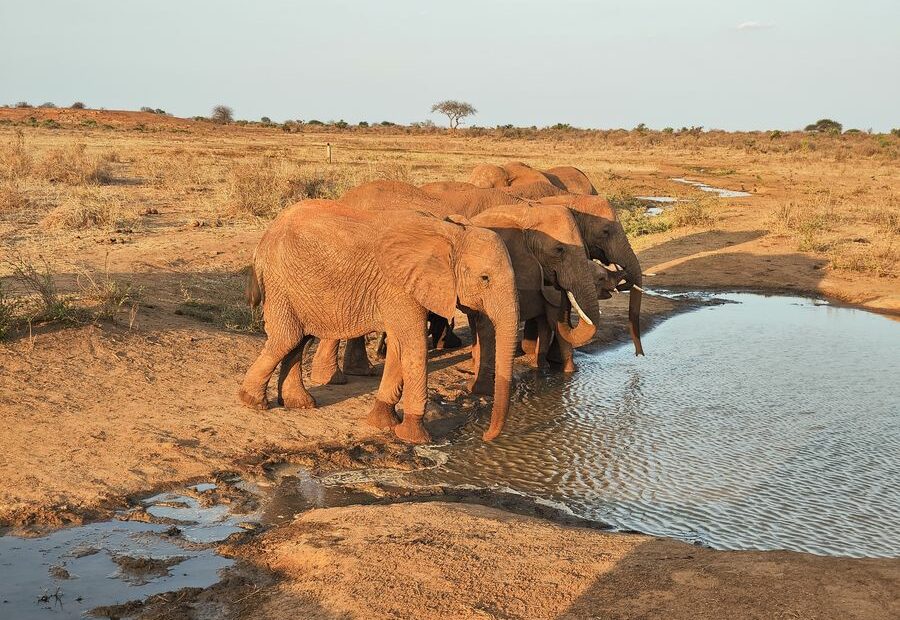 top reasons to visit Kenya - Kenya Naivasha walking safari zebras