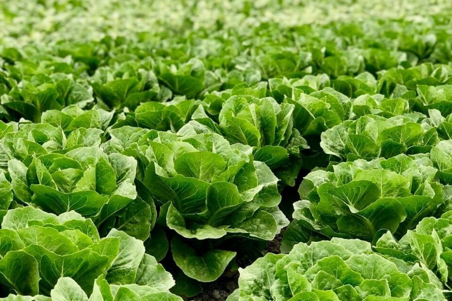 6 Ways to Conserve Water with Your Diet - Sharon Palmer, The Plant Powered Dietitian