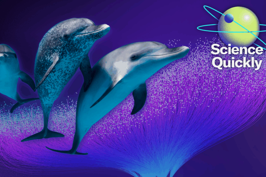 An AI-Assisted Chat with Dolphins