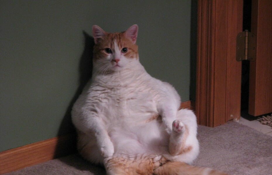 Big Beautiful Blowies For Billionaires Budget Bill Not Kicking Poors Hard Enough, Somebody Should Fix That!