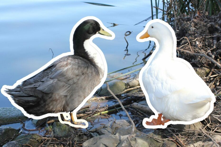 two ducks looking at eachother at the edge of a pond