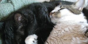 Let's Talk About The Time A Feud Between Shakespearean Actors Turned Into a Deadly Riot!