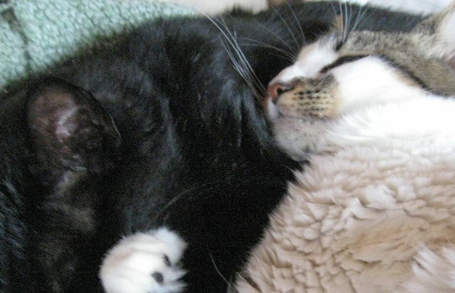 Let's Talk About The Time A Feud Between Shakespearean Actors Turned Into a Deadly Riot!