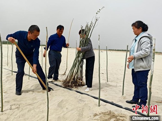 Man, 82, builds a 34 km 'Green Great Wall' in Taklimakan Desert over 41 years