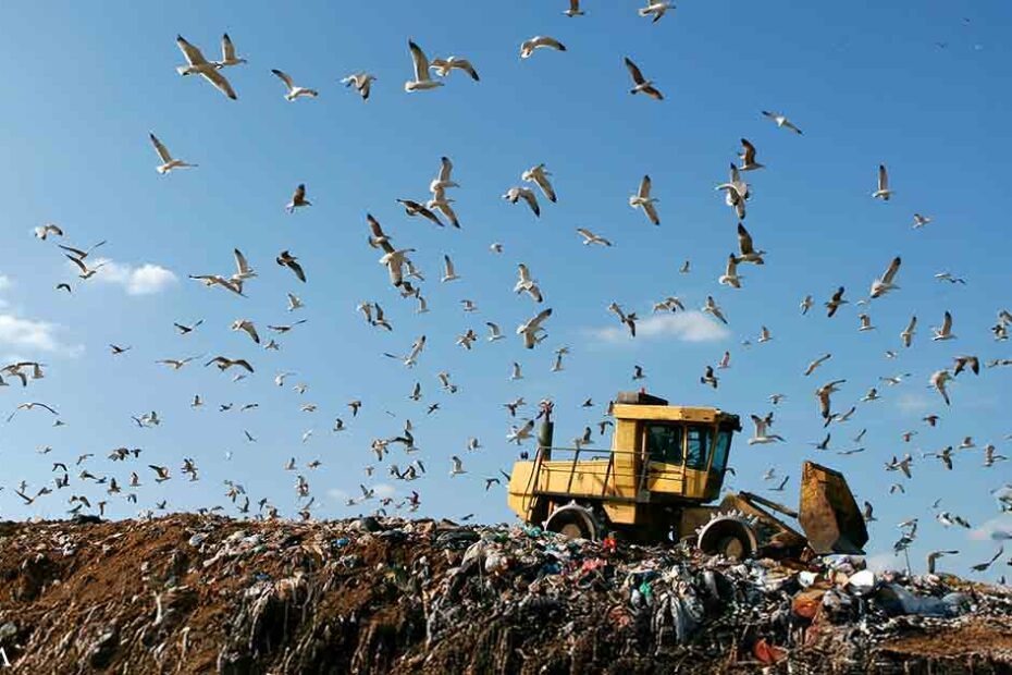 Microplastics Are Now Found in Birds