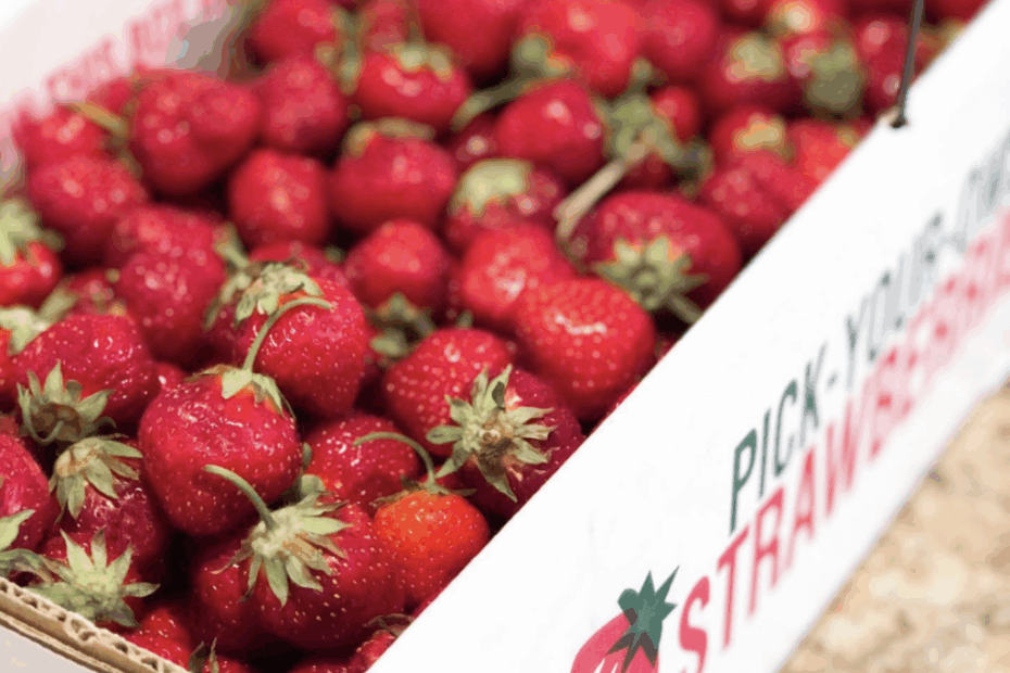 Our Favorite Strawberry Recipes - Living in Yellow