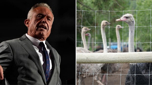 RFK Jr. urges Canadian health officials to spare B.C. ostrich flock from cull | CBC News