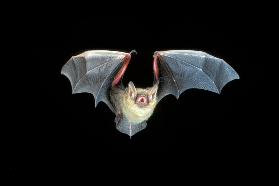 Team Trump is Poised to Kill a Critical Program It Likely Knows Nothing About