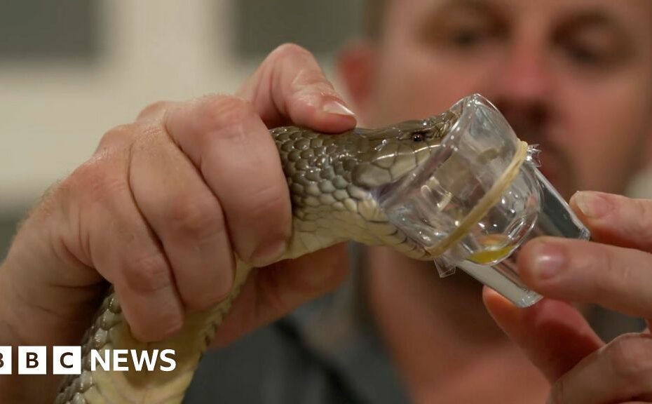 The poison paradox: How Australia's deadliest animals save lives