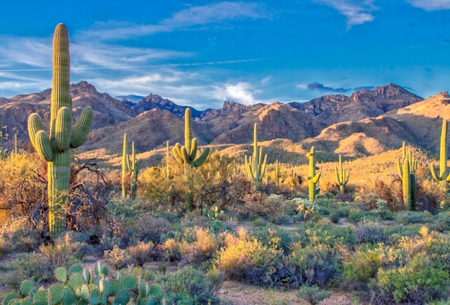 Arizona Vacation Rentals