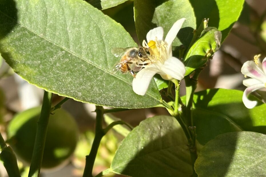 Why We Need Pollinators in our Food System - Sharon Palmer, The Plant Powered Dietitian