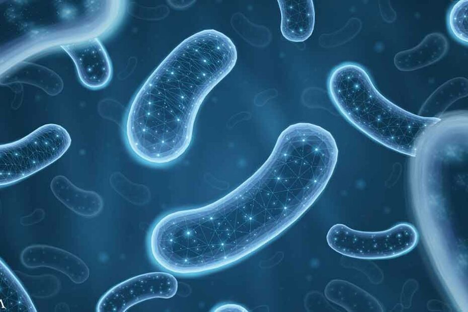 Your Gut Health Is a Window to Your Heart Attack Risk