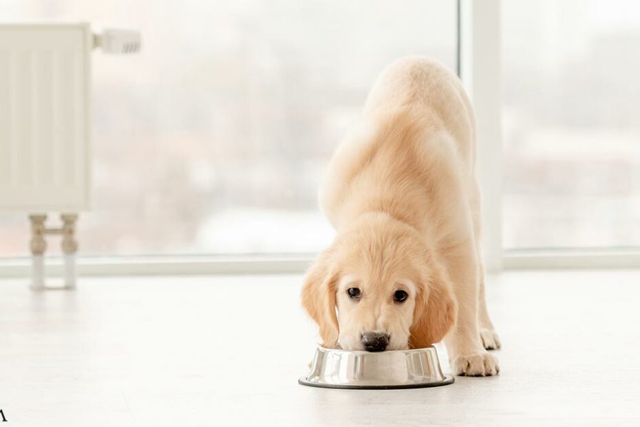 A Budget-Friendly Way to Raise a Healthy Puppy