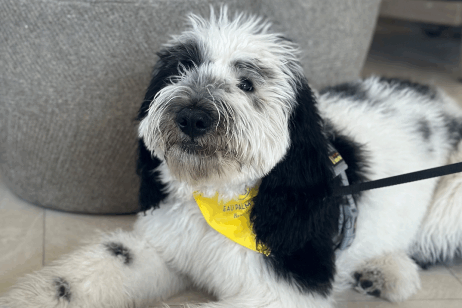 Dog Days Of Summer | Lifestyle Media Group